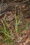 Calcium-hating sedge